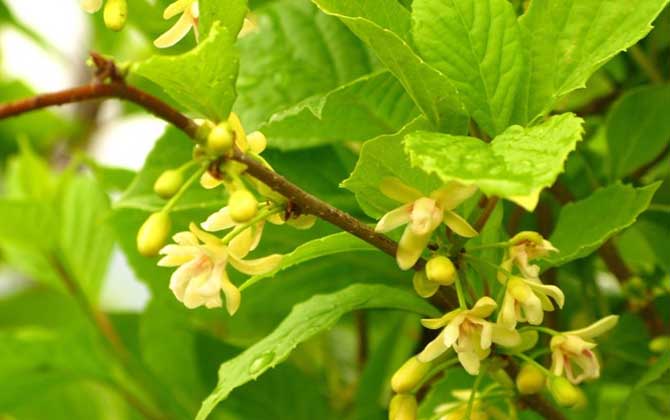 五味子什么時候開花? 五味子