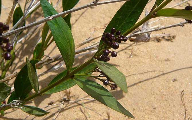 老瓜頭什么時候開花? 老瓜頭