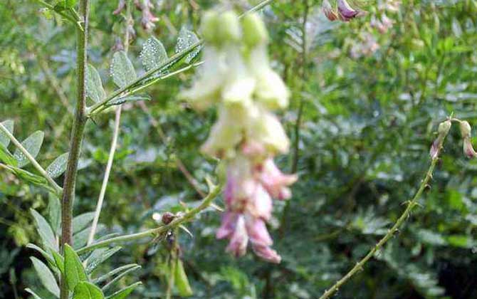 黃芪什么時候開花? 黃芪