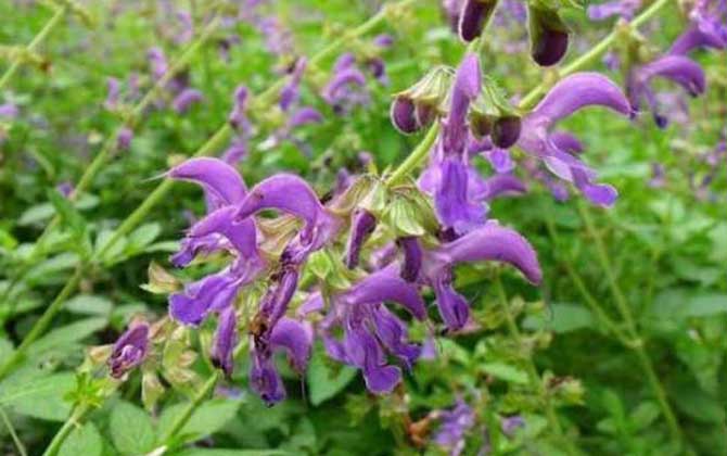 丹參什么時候開花? 丹參