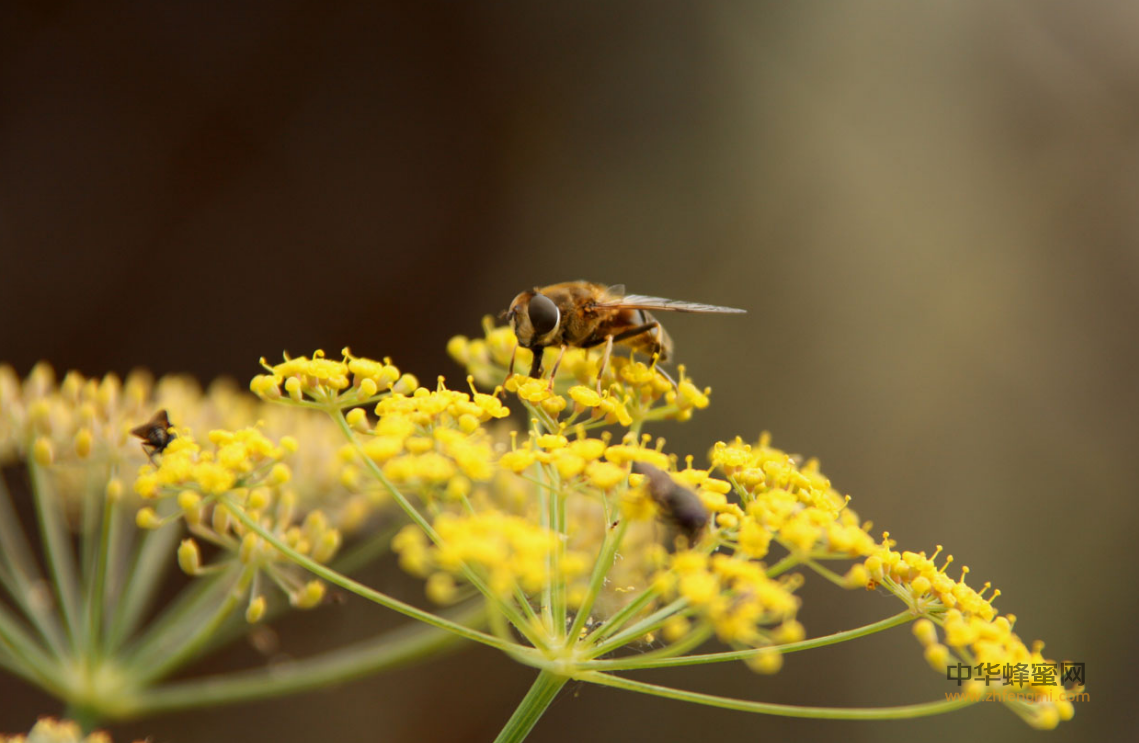 全國蜂箱補貼試點在山東啟動 蜂箱 山東 補貼 養蜂政策 養蜂業