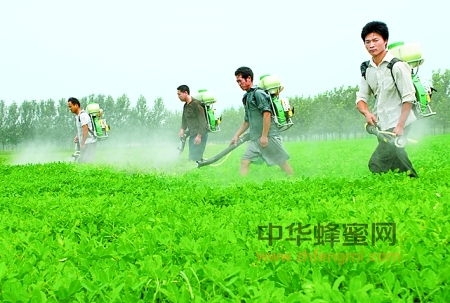 蜂產品 抗生素 農藥 蜂產品 抗生素 農藥