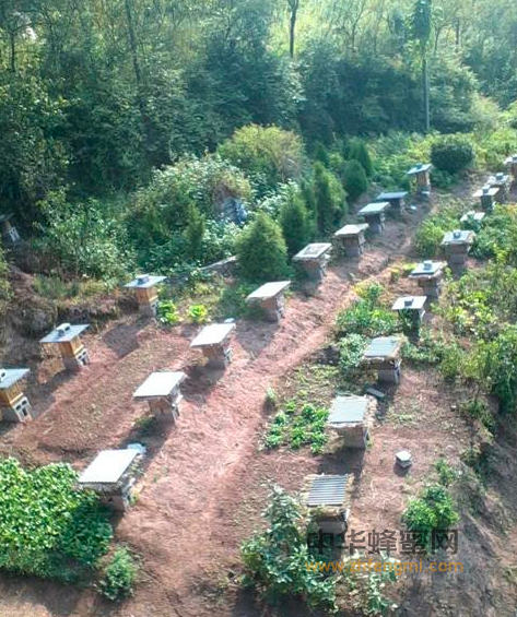 養蜂人 楊章連 土蜂養殖 蜂蜜