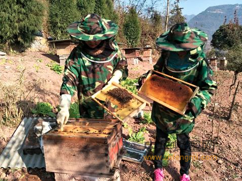 養蜂人 楊章連 土蜂養殖 蜂蜜
