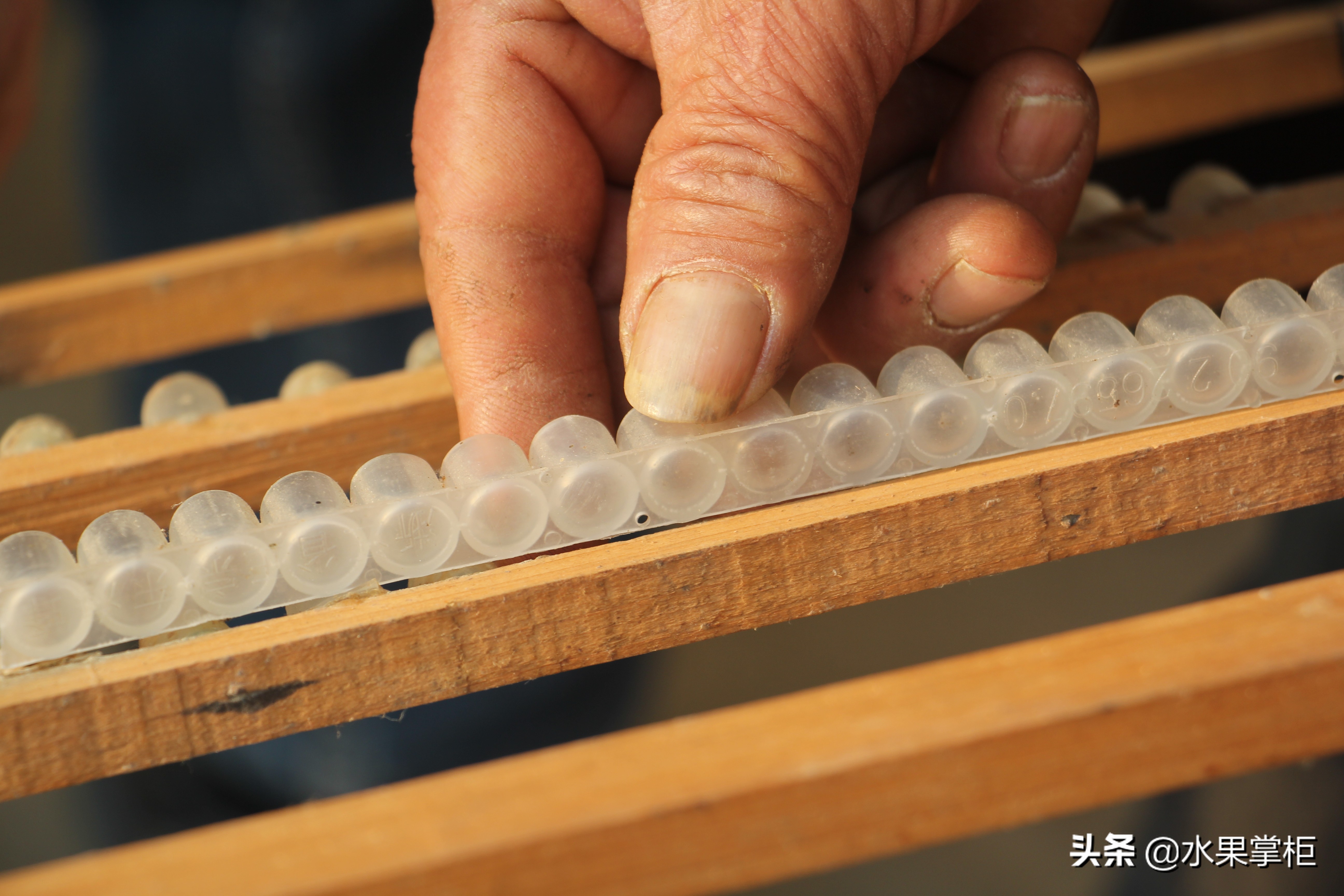 漲知識：農(nóng)家養(yǎng)土蜂蜜的工具，你認識幾個？留言回復，連載哦