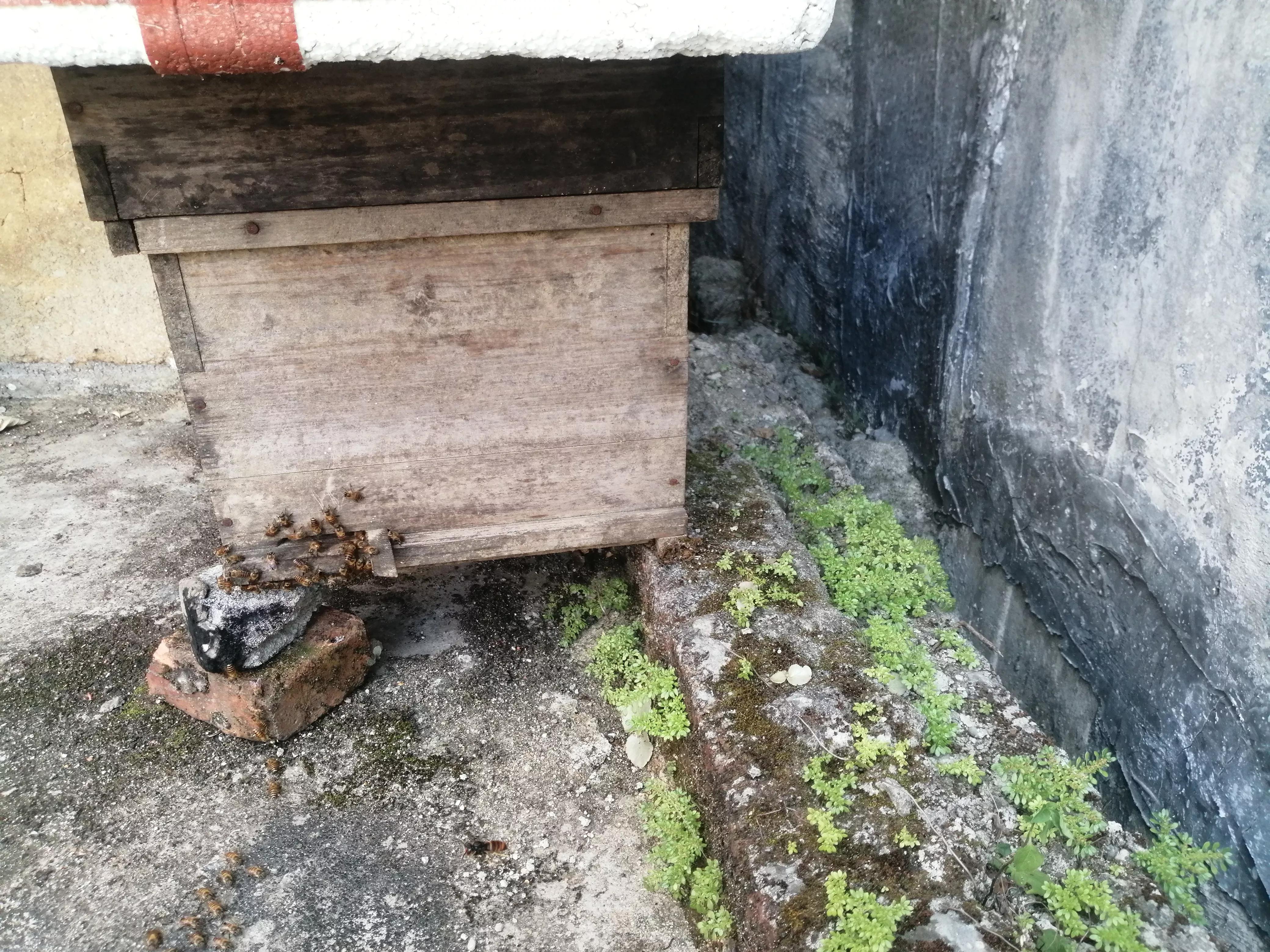 中蜂養殖：蜂箱內潮濕、內箱壁結小水洙、箱口有水流出是好事嗎？