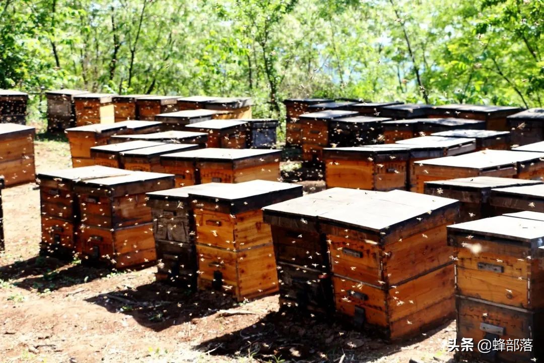意大利引進(jìn)國(guó)內(nèi)的蜜蜂，嚴(yán)重危害中華蜜蜂，為啥我國(guó)還要大量養(yǎng)殖？