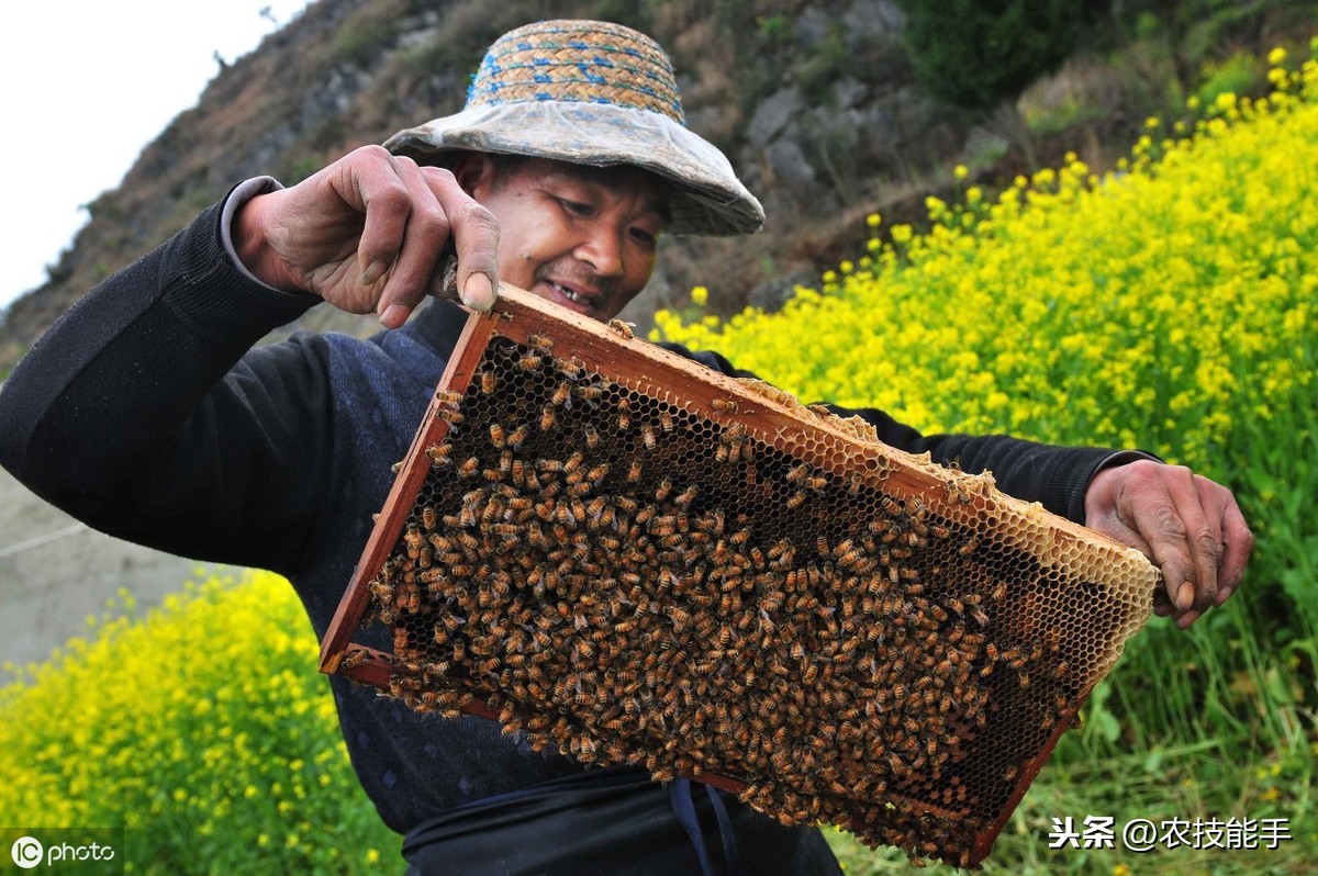 養(yǎng)殖蜜蜂時，選擇蜂種很關鍵，總結(jié)3種選用良種的原則介紹