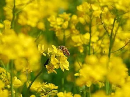 大爺在深山養(yǎng)蜂，年入二十萬(wàn)，蓋洋房給兒子娶媳婦