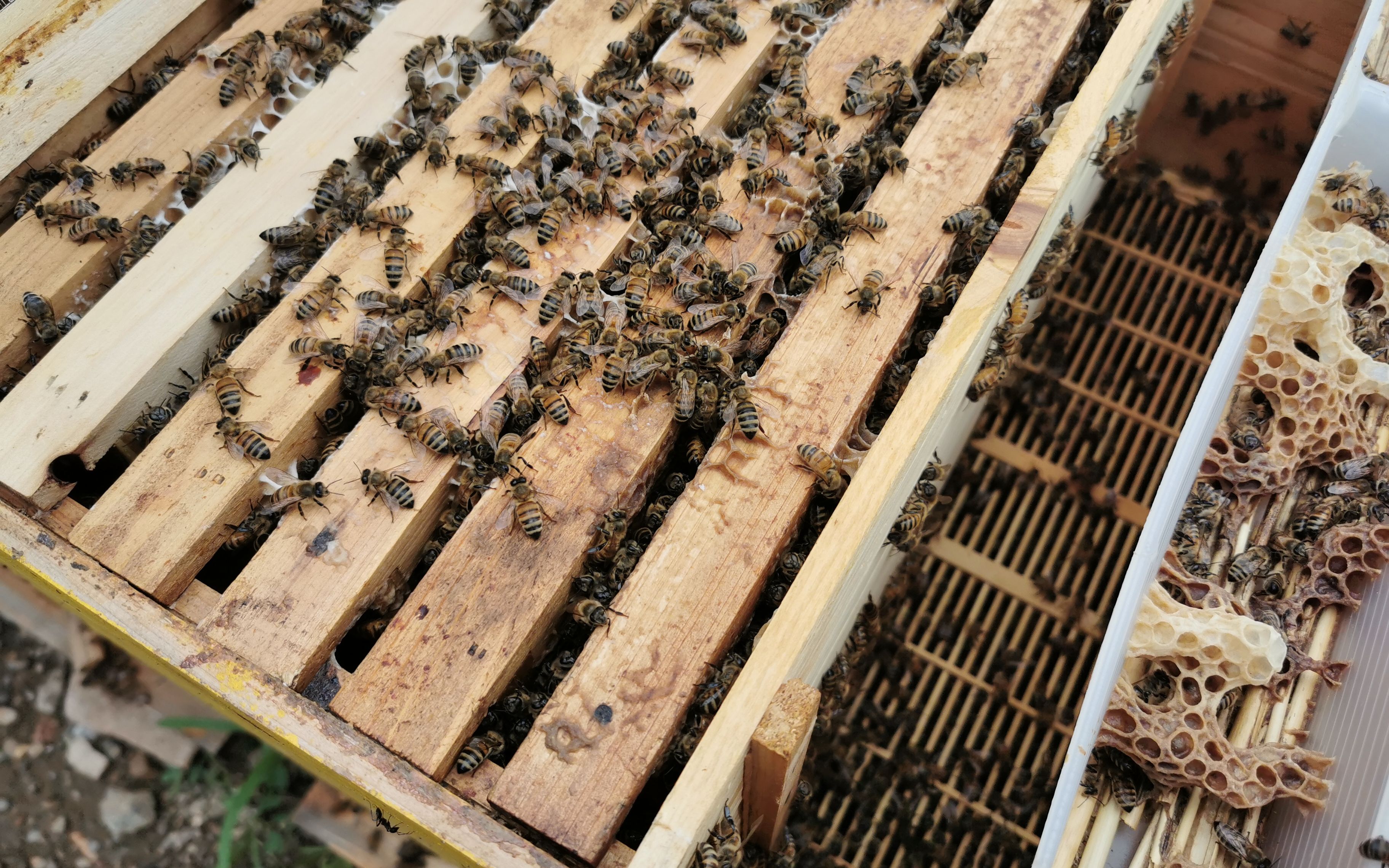 2022年養蜂前景如何（2022年養蜂市場前景分析）