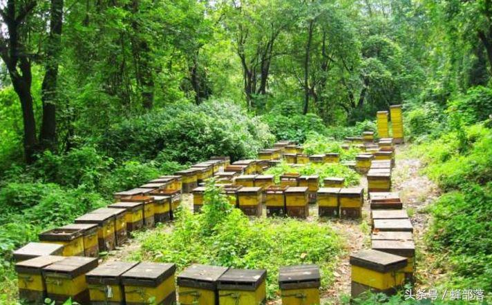 農村養蜂補貼怎么拿？能拿到多少？