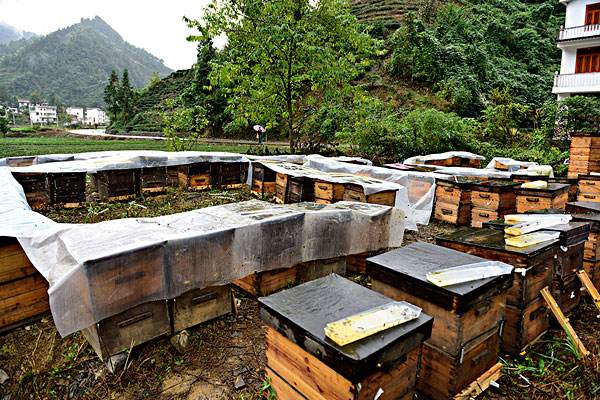 如何用空蜂箱引來(lái)蜜蜂