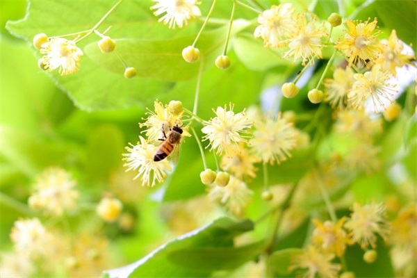 水蜜和熟蜜怎么區別