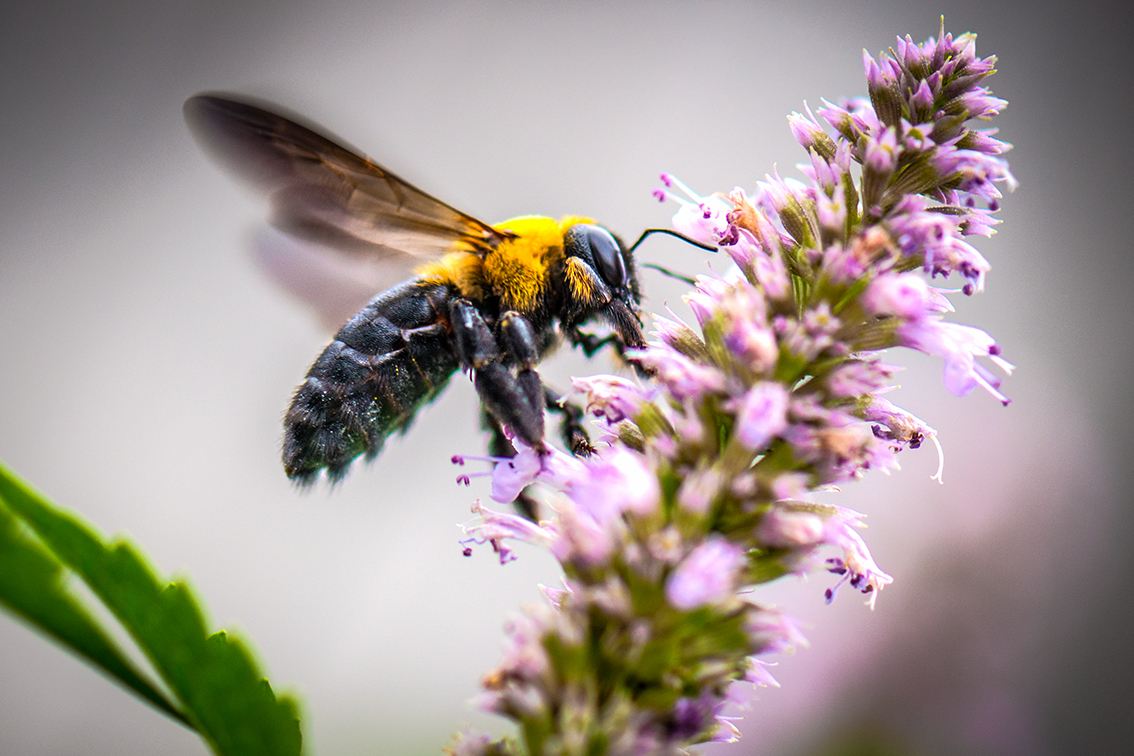 野蜜蜂怎么養它不會走？