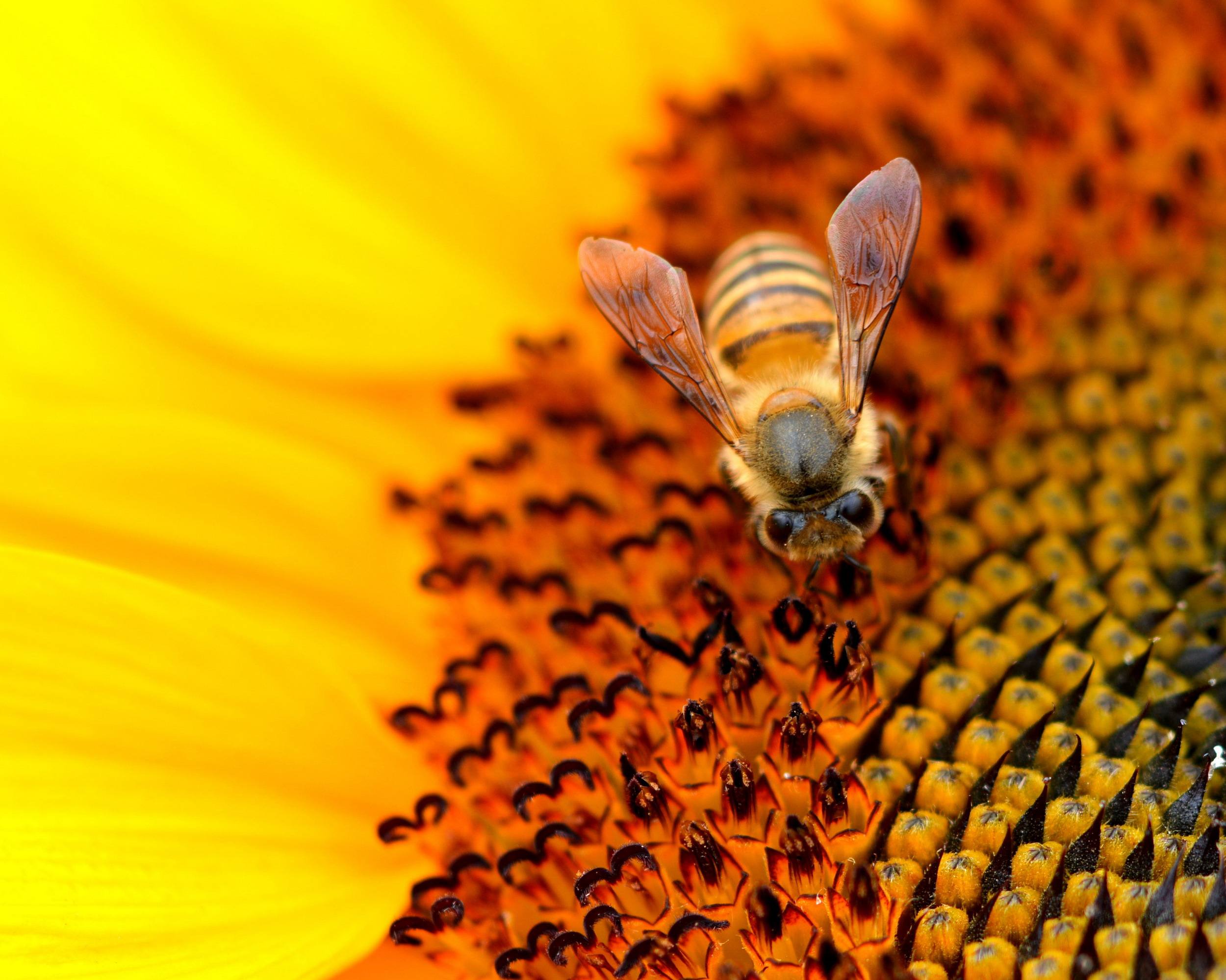野蜜蜂怎么養它不會走？
