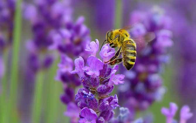 【蜜蜂養(yǎng)殖】蜜蜂是益蟲還是害蟲? 蜜蜂是益蟲還是害蟲?