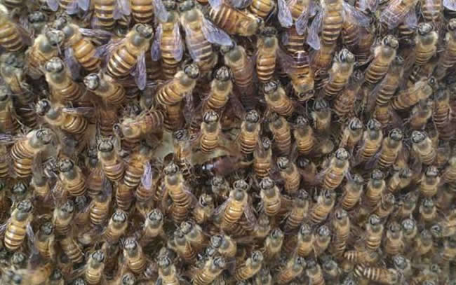 【蜜蜂知識】世界上有多少種蜜蜂? 【蜜蜂知識】世界上有多少種蜜蜂?