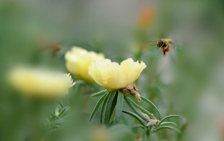在自家陽臺如何養(yǎng)好蜜蜂？