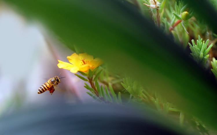 在自家陽臺如何養(yǎng)好蜜蜂？