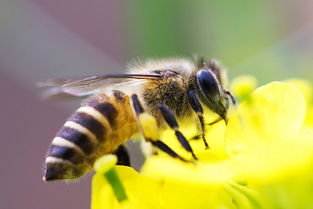 阿壩中蜂雜交后會退化嗎(造成蜂群退化的三個原因) 阿壩中蜂雜交后會退化嗎(造成蜂群退化的三個原因)