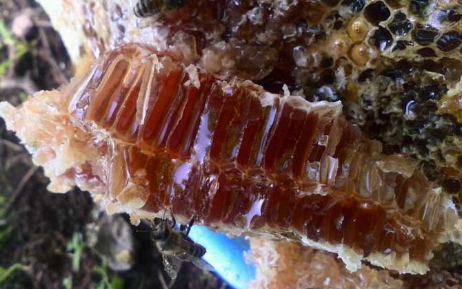 土養(yǎng)蜜蜂取蜜在什么時候好