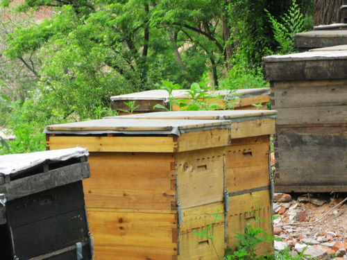 中蜂格子箱如何通風(新手格子箱養蜂,怎樣開通風口合適) 中蜂格子箱如何通風(新手格子箱養蜂,怎樣開通風口合適)