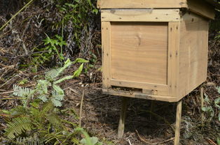 中蜂格子箱如何通風(新手格子箱養蜂,怎樣開通風口合適) 中蜂格子箱如何通風(新手格子箱養蜂,怎樣開通風口合適)