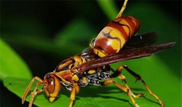 中國大虎頭蜂的并群方法（如何合并蜂群）