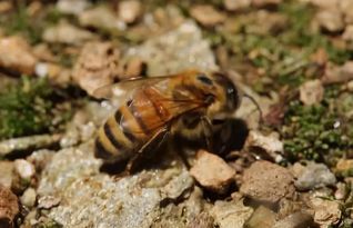 大蜂場是怎樣發(fā)展蜂王的（大型蜂場是怎么換王的）