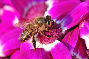 中蜂阿壩王出臺多長時間產卵（中蜂蜂王出臺幾天開產）