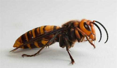 虎頭蜂飛到家里來好不好(馬蜂來家里是福還是禍？)