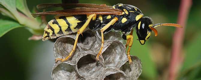 虎頭蜂飛到家里來好不好(馬蜂來家里是福還是禍？)