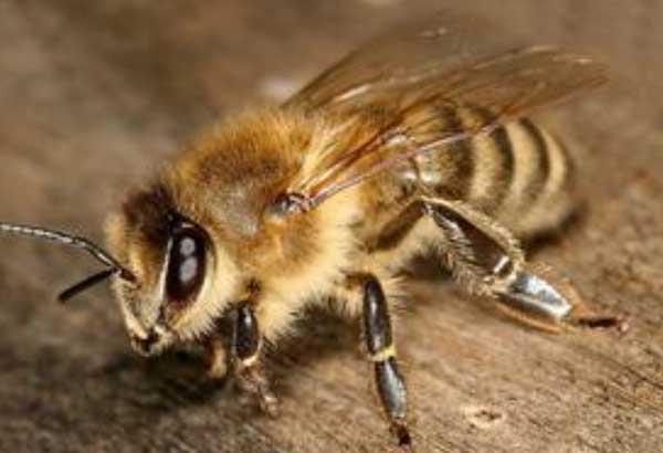 第一次養(yǎng)蜜蜂怎么養(yǎng)(新手如何養(yǎng)蜜蜂方法) 第一次養(yǎng)蜜蜂怎么養(yǎng)(新手如何養(yǎng)蜜蜂方法)