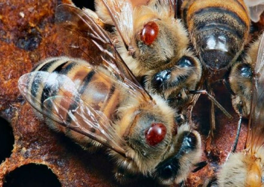 蜂場丟失的意蜂能養活嗎(沒有歸巢的蜜蜂命運如何) 蜂場丟失的意蜂能養活嗎(沒有歸巢的蜜蜂命運如何)