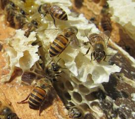 蜂場丟失的意蜂能養活嗎(沒有歸巢的蜜蜂命運如何) 蜂場丟失的意蜂能養活嗎(沒有歸巢的蜜蜂命運如何)