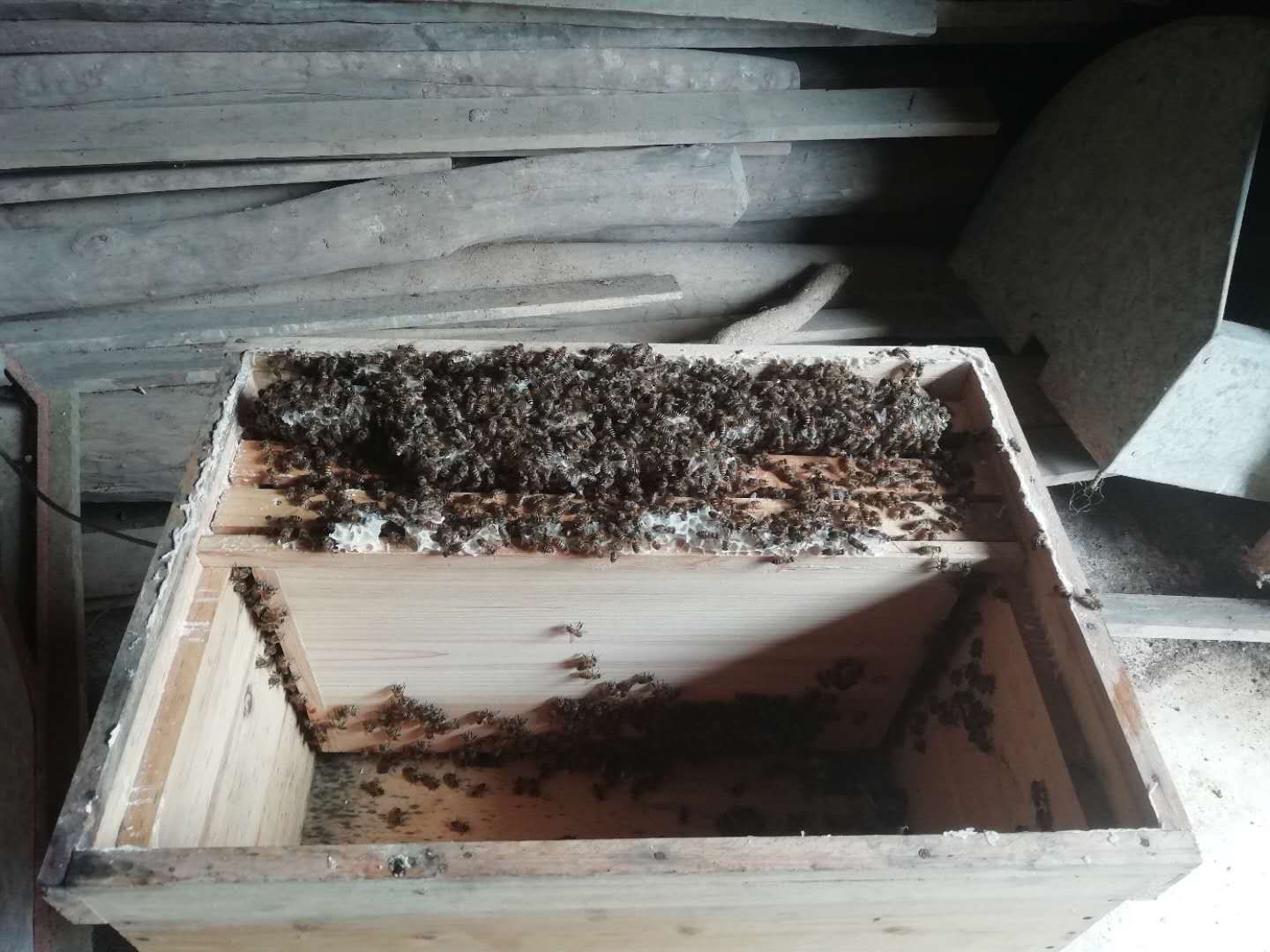 想養(yǎng)蜜蜂到哪里買蜂種(買蜜蜂養(yǎng)哪里才能買到) 想養(yǎng)蜜蜂到哪里買蜂種(買蜜蜂養(yǎng)哪里才能買到)