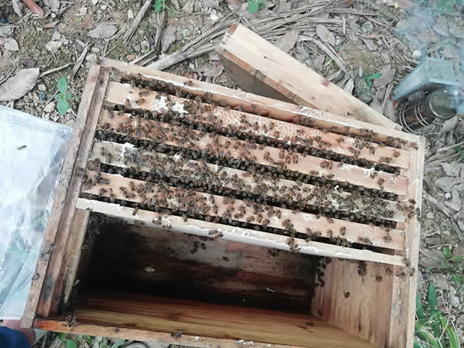 想養(yǎng)蜜蜂到哪里買蜂種(買蜜蜂養(yǎng)哪里才能買到) 想養(yǎng)蜜蜂到哪里買蜂種(買蜜蜂養(yǎng)哪里才能買到)