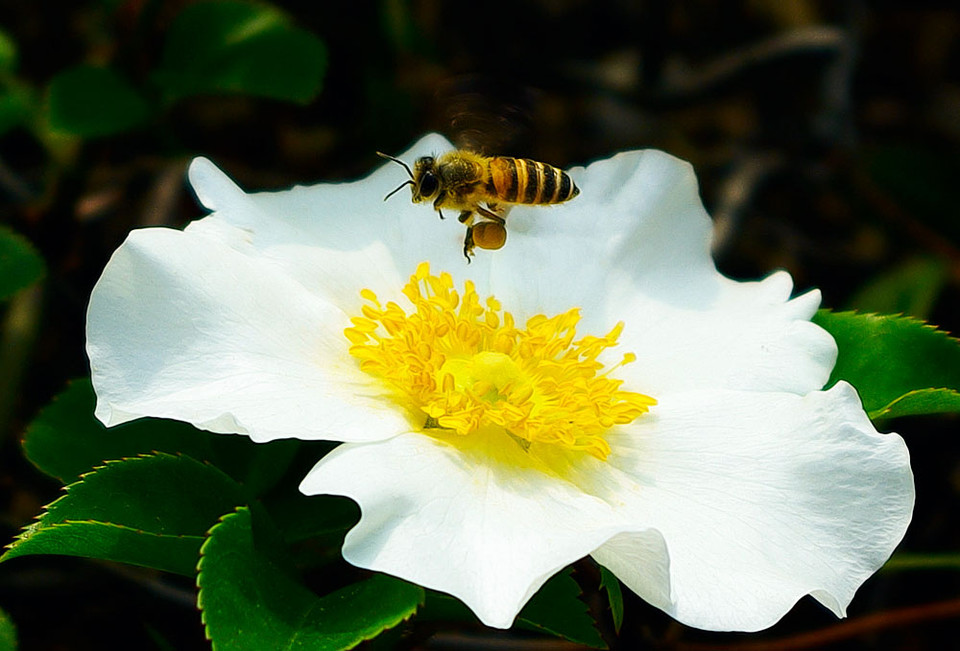 蜜蜂直線飛行離巢有多遠(yuǎn)（蜜蜂采蜜回巢是直線飛行嗎）