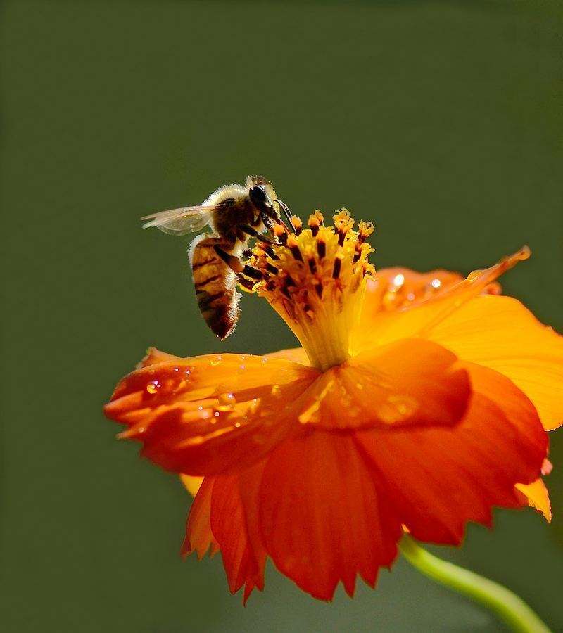 蜜蜂的特點是什么? 蜜蜂的特點是什么?