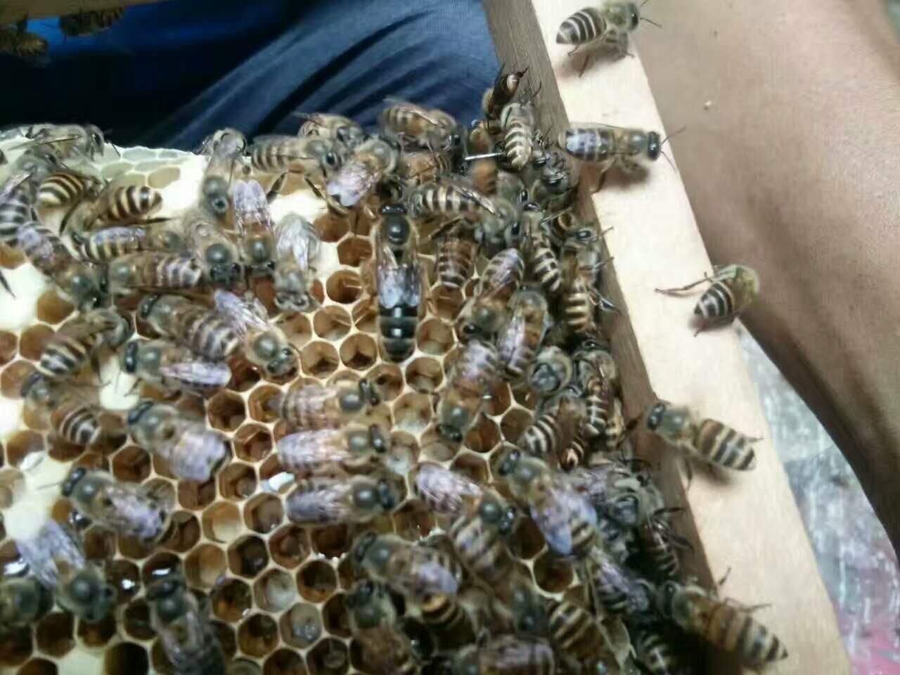 雄蜂比工蜂多是什么意思(一個蜂群內,雄蜂和工蜂各占多大的比例) 雄蜂比工蜂多是什么意思(一個蜂群內,雄蜂和工蜂各占多大的比例)