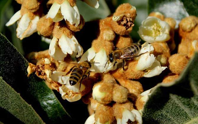 枇杷有蜜和粉嗎（枇杷有蜜嗎）