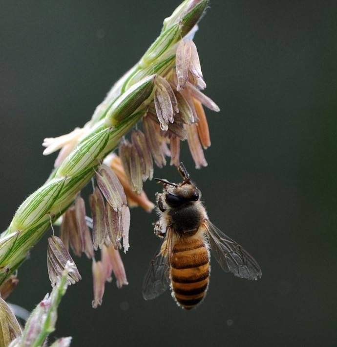 【蜜蜂知識】中華蜜蜂打架怎么控制呢? 中華蜜蜂打架怎么控制呢?