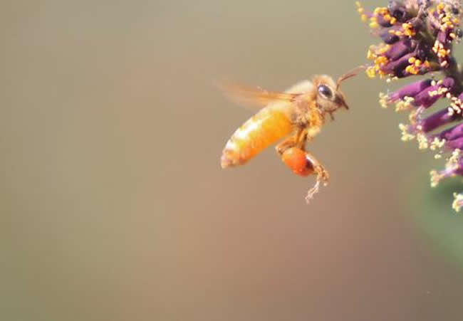【蜜蜂知識】中華蜜蜂打架怎么控制呢? 中華蜜蜂打架怎么控制呢?