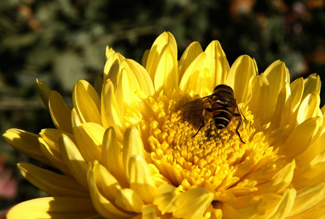 如何讓蜜蜂安全度過夏天？