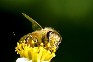 松丹一號(hào)蜂能取漿嗎(中華蜜蜂也能取蜂王漿,為什么養(yǎng)蜂人都不取呢) 松丹一號(hào)蜂能取漿嗎(中華蜜蜂也能取蜂王漿,為什么養(yǎng)蜂人都不取呢)