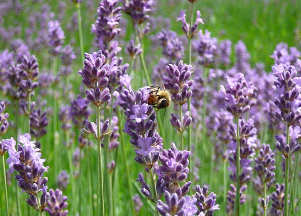 熏衣草什么時候開花(薰衣草開花時間和花期天數) 熏衣草什么時候開花(薰衣草開花時間和花期天數)