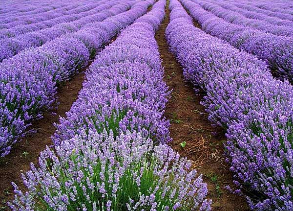 熏衣草什么時候開花(薰衣草開花時間和花期天數) 熏衣草什么時候開花(薰衣草開花時間和花期天數)