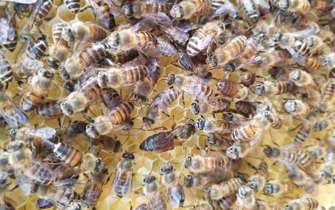 松丹一號育王沒有雄蜂怎么辦（新蜂王沒有雄蜂怎么辦）