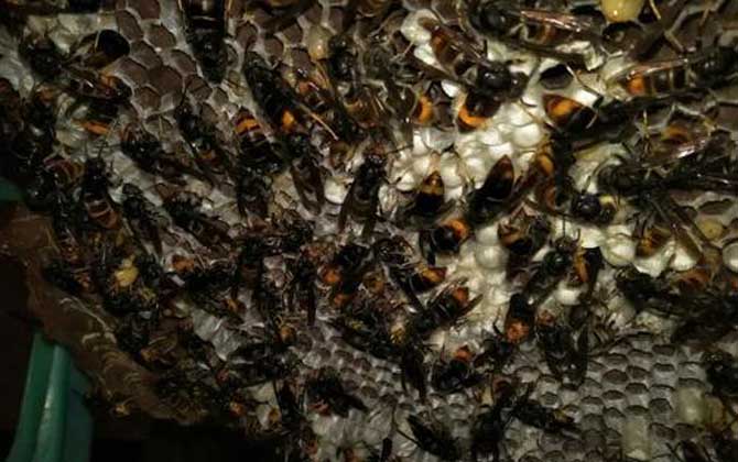 大黑土蜂(紅娘胡蜂的特點(diǎn)和習(xí)性) 大黑土蜂(紅娘胡蜂的特點(diǎn)和習(xí)性)