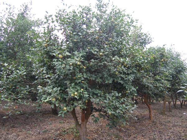 油茶樹花期在什么時候（油茶原來是這樣開花結果）